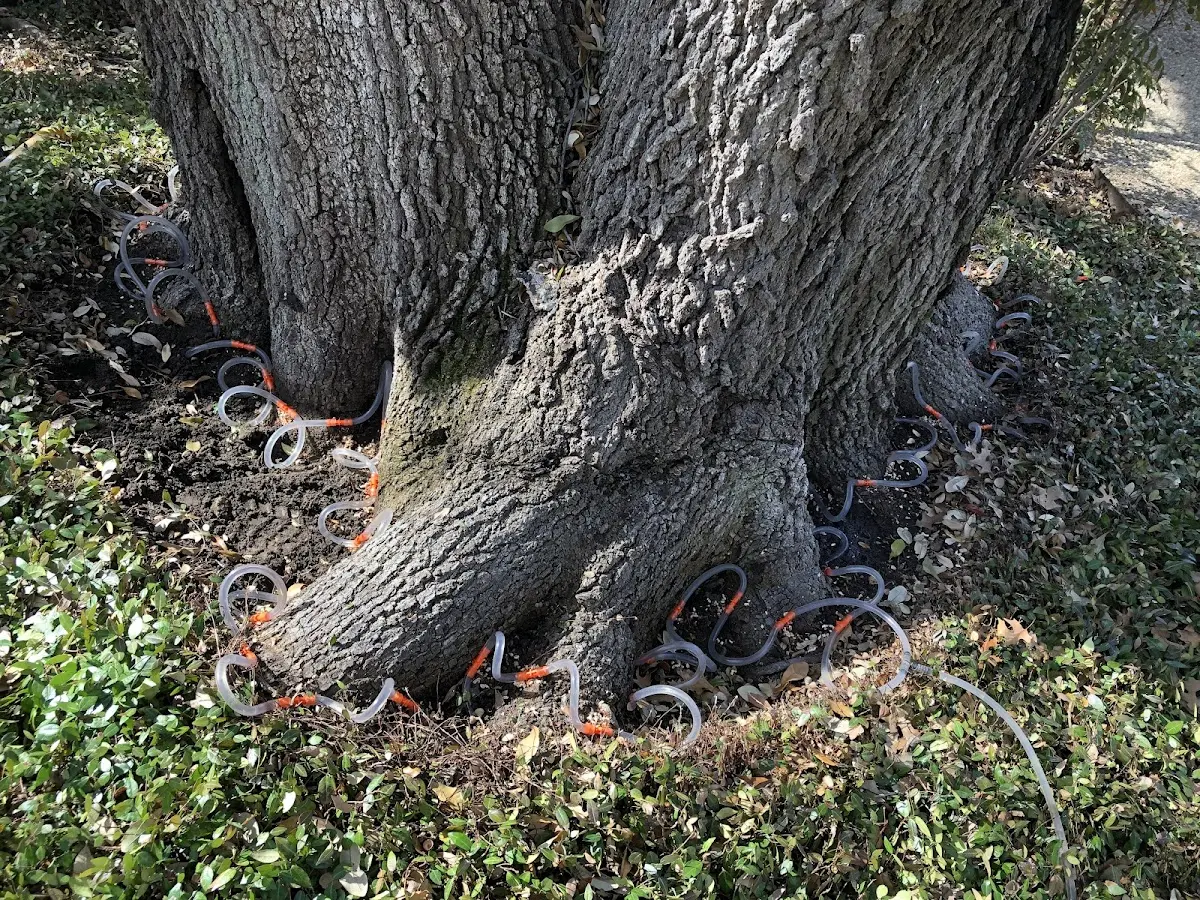 Detailed Tree Cabling and Bracing job site in Martin