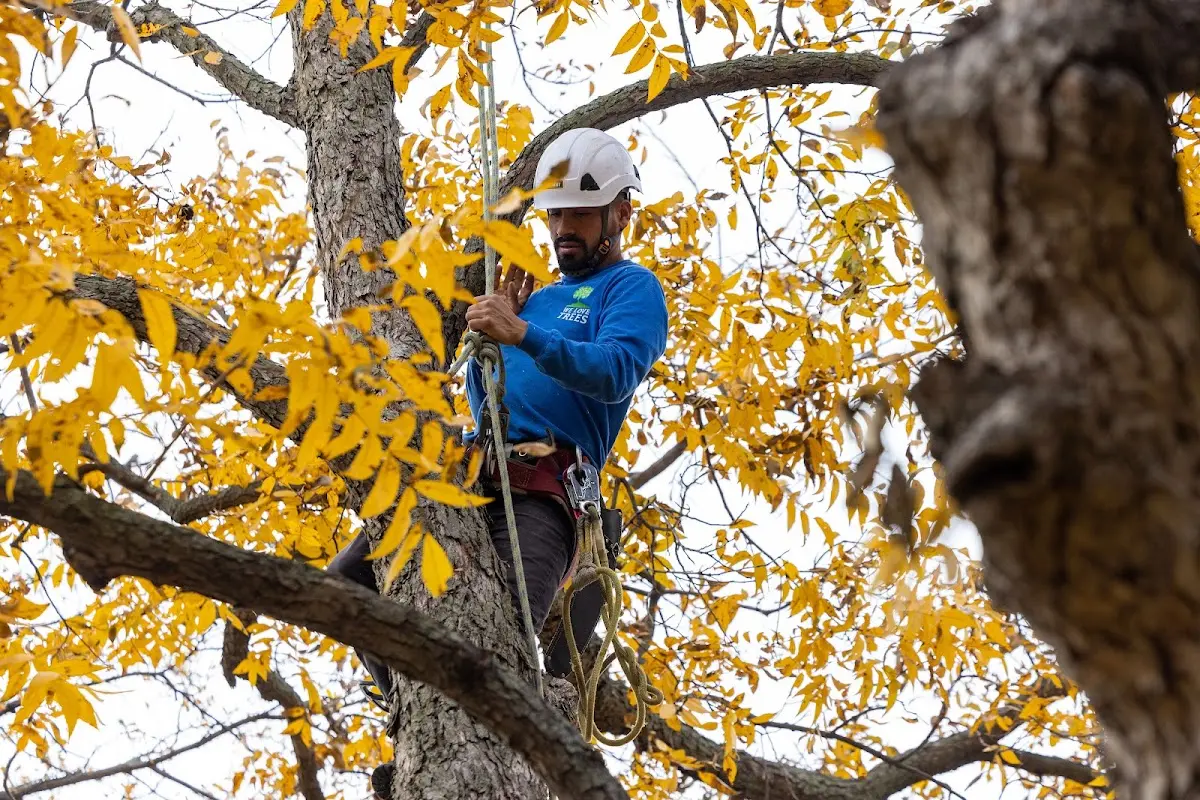 Skilled Tree Planing crew working in Martin