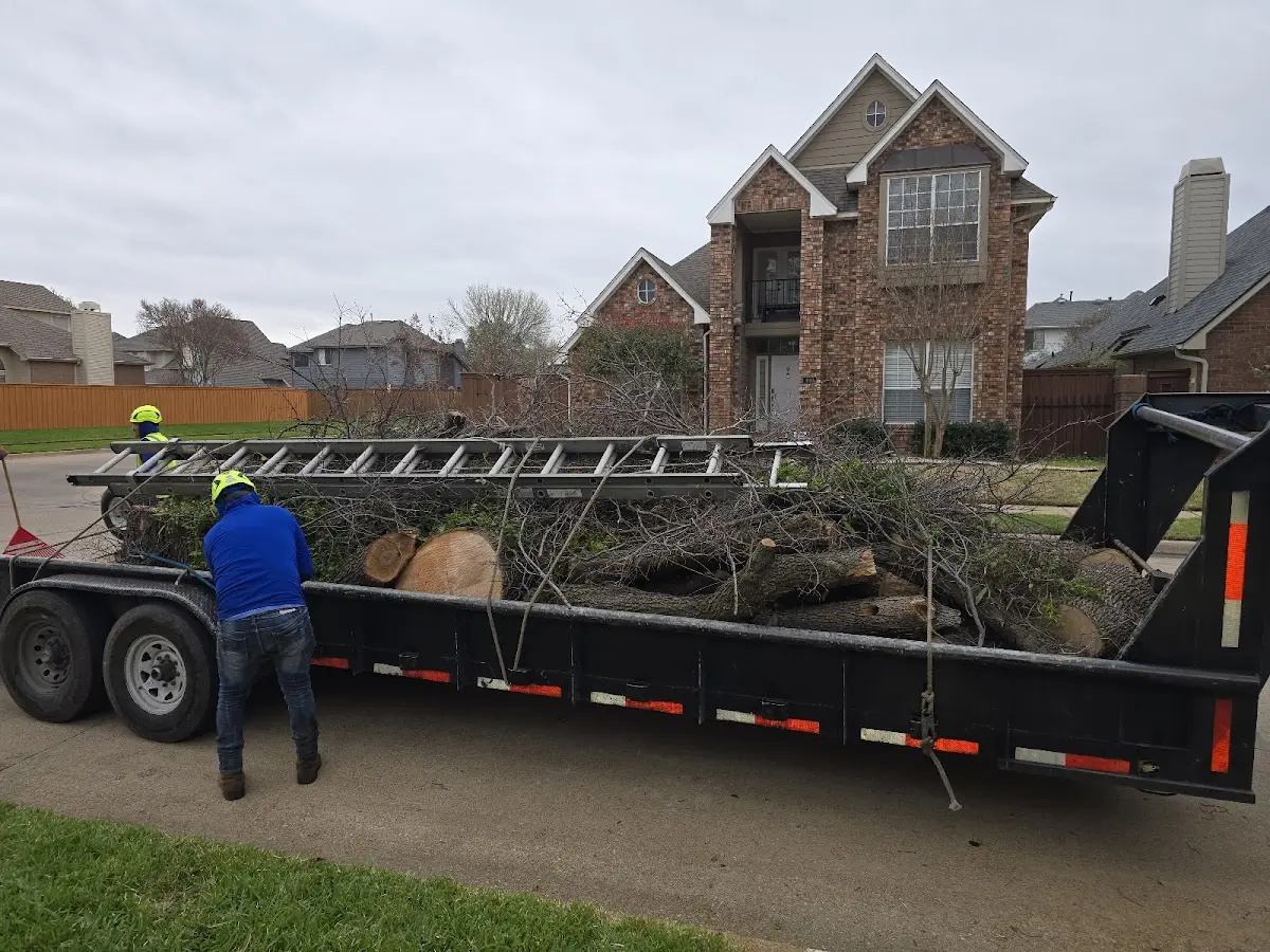 Expert Tree Pest Control with proper safety equipment in Martin